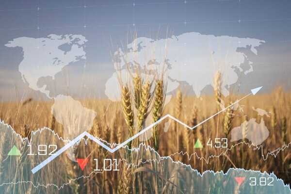 미국 농무부(USDA)가 2023, 2024년도 세계 곡물 수급 전망치를 내놨다.