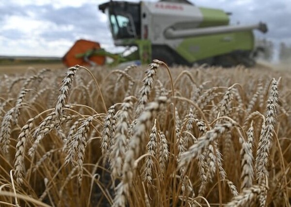 7월 세계 곡물 생산량이 전년대비 사상 최고치를 경신할 것으로 보인다.